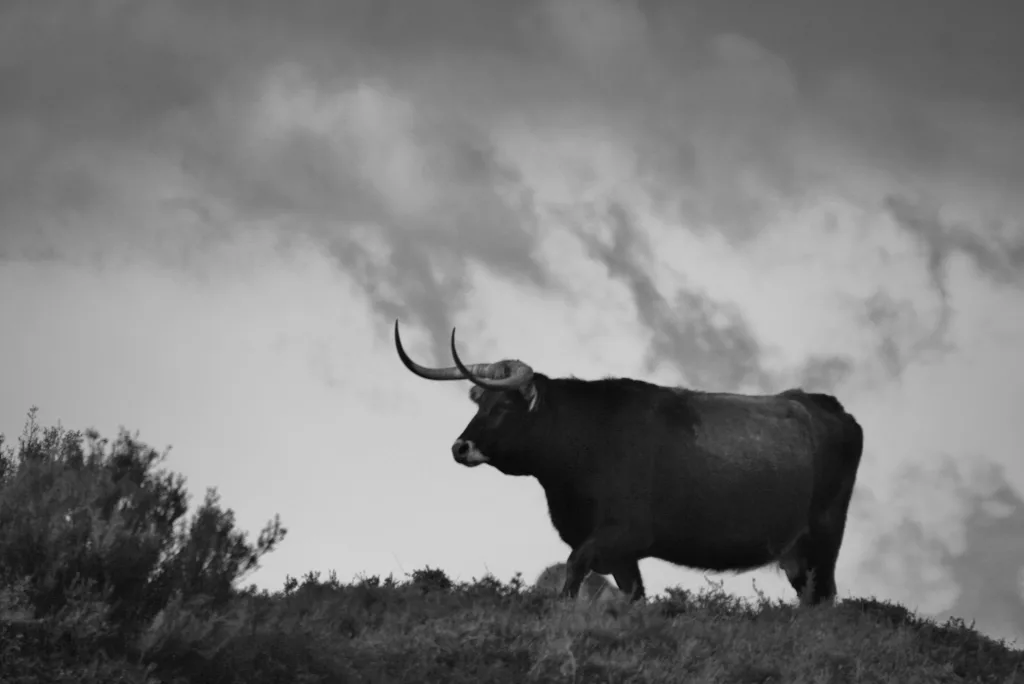 bull