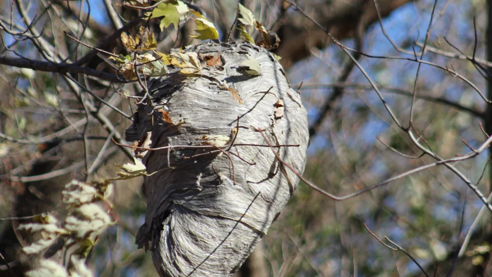european-hornet-nest