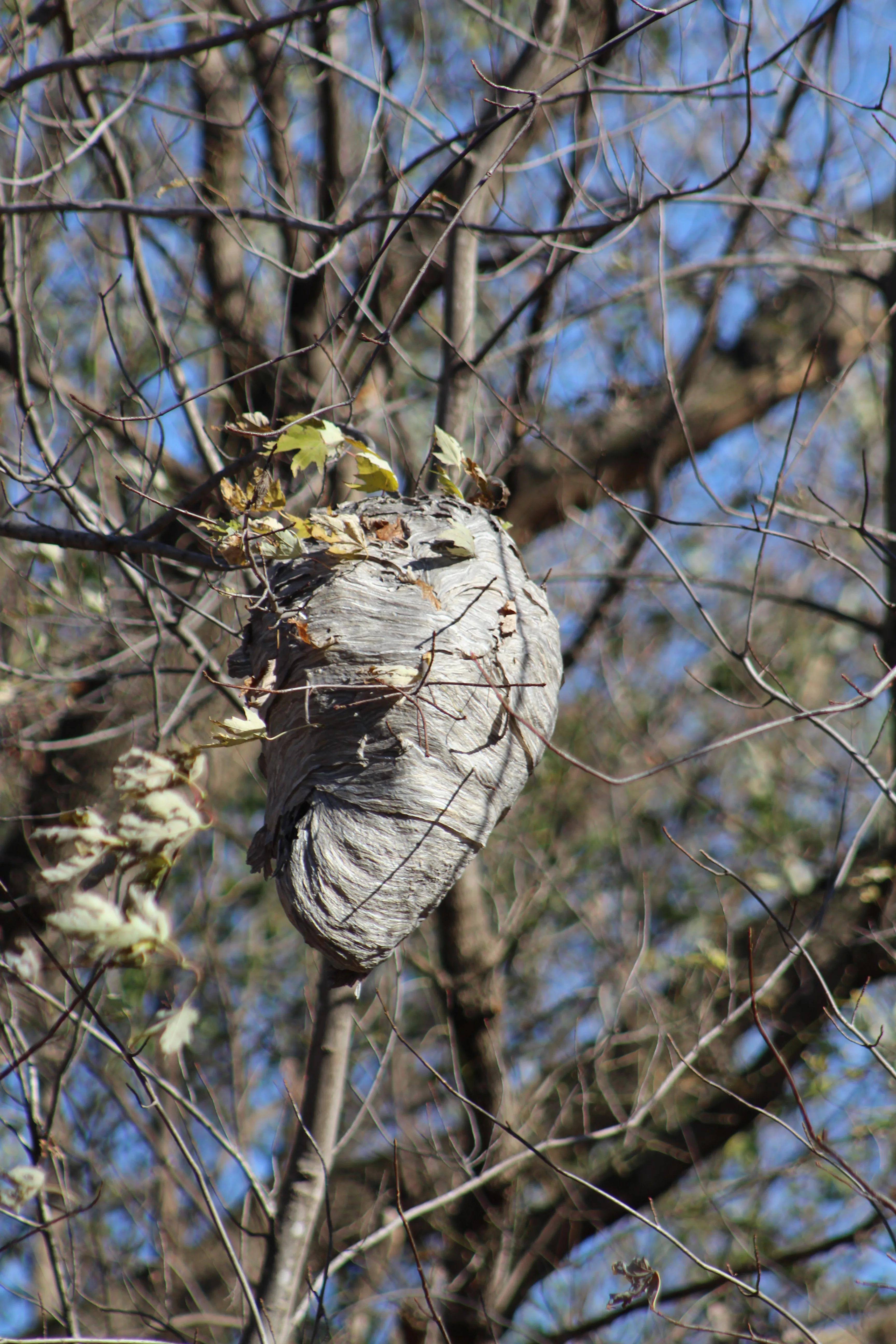european-hornet-nest