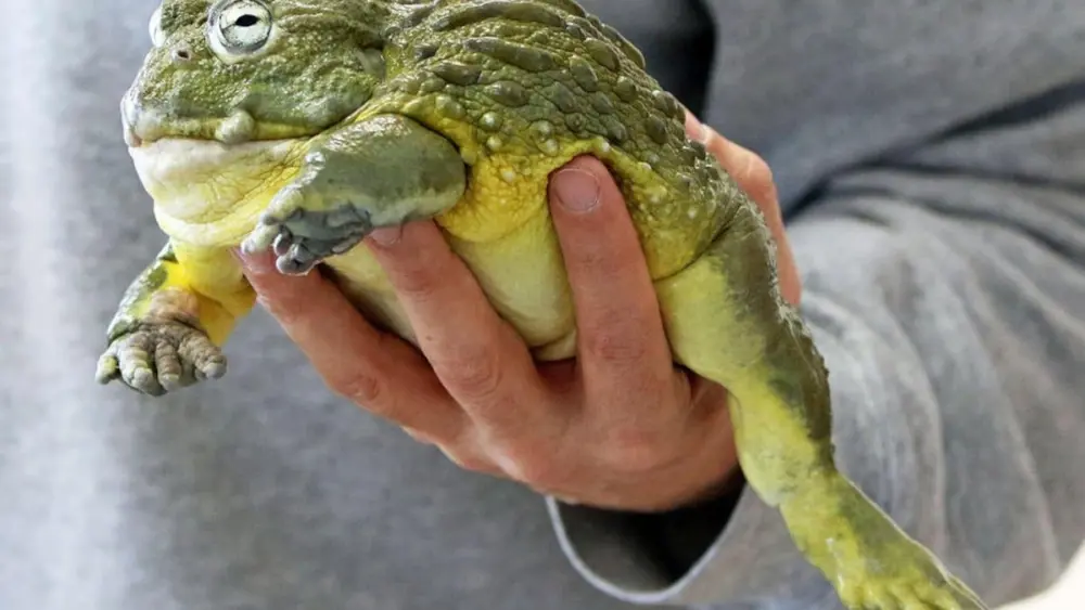 rzgfb75khcayzu3md4om6vruym239482