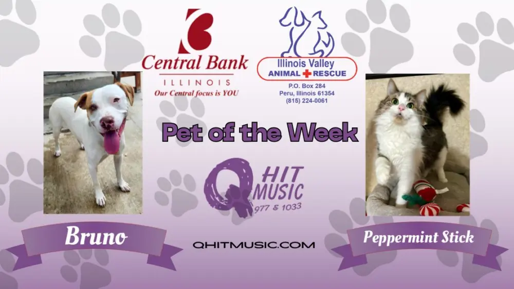 pet-of-the-week-q-hit