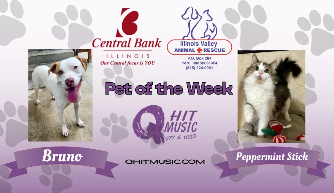 pet-of-the-week-q-hit