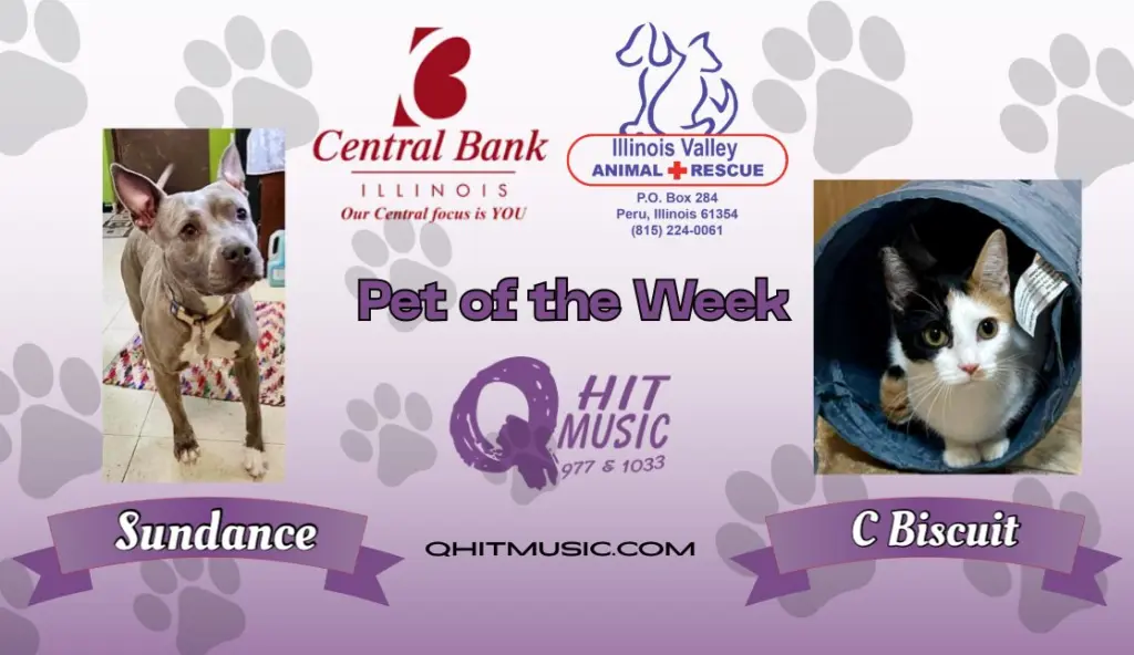 pet-of-the-week-q-hit-2