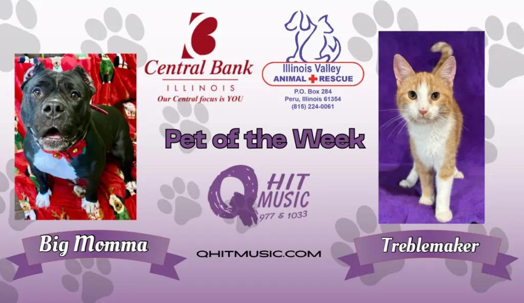 pet-of-the-week-q-hit-5