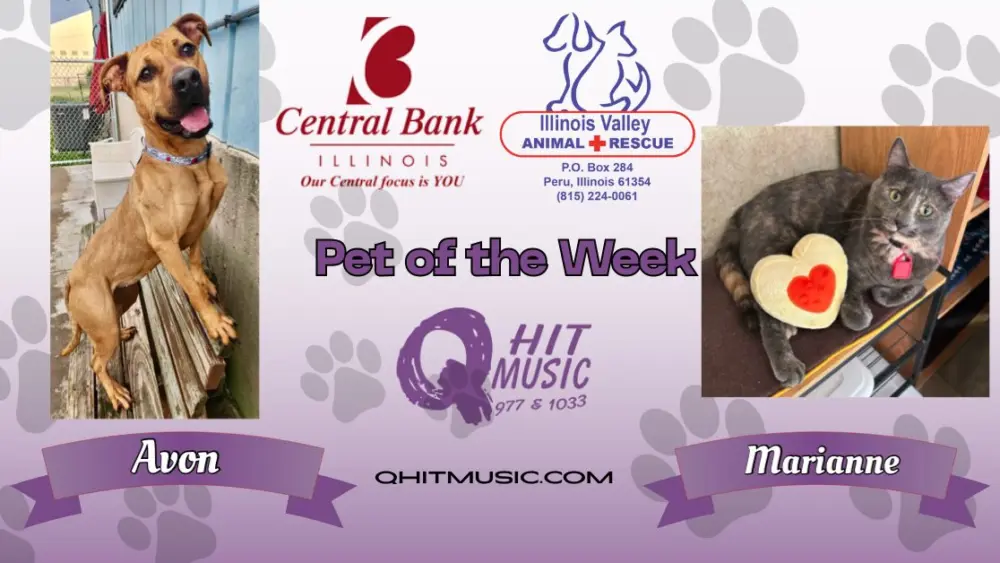 pet-of-the-week-q-hit-6