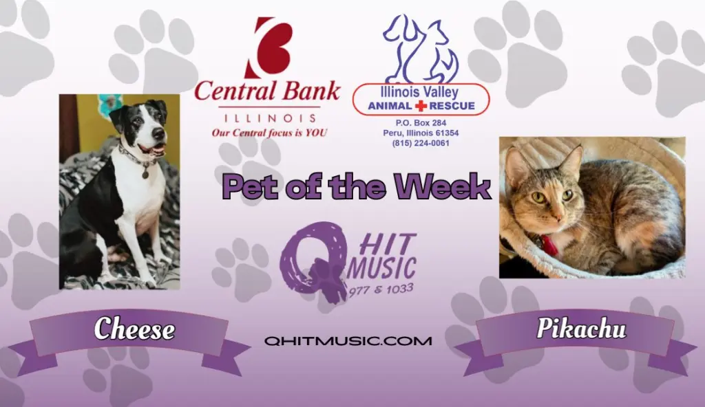 pet-of-the-week-q-hit-10
