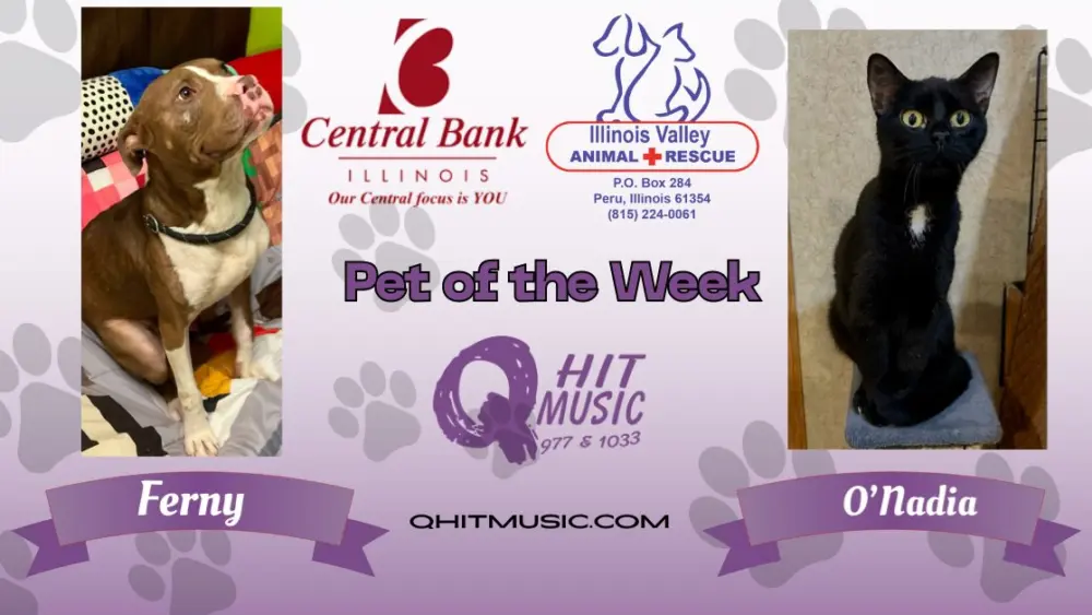 pet-of-the-week-q-hit-15