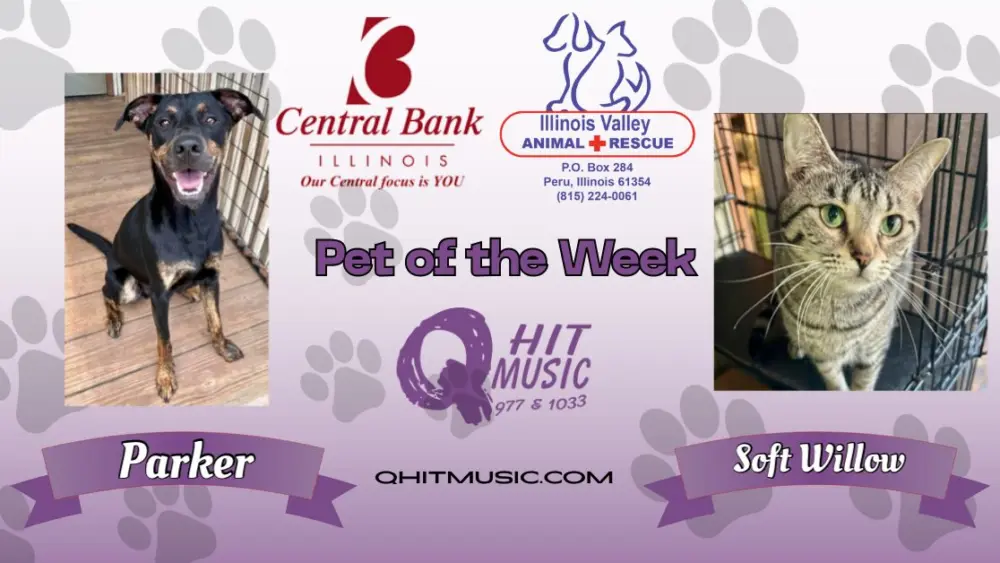 pet-of-the-week-q-hit-16