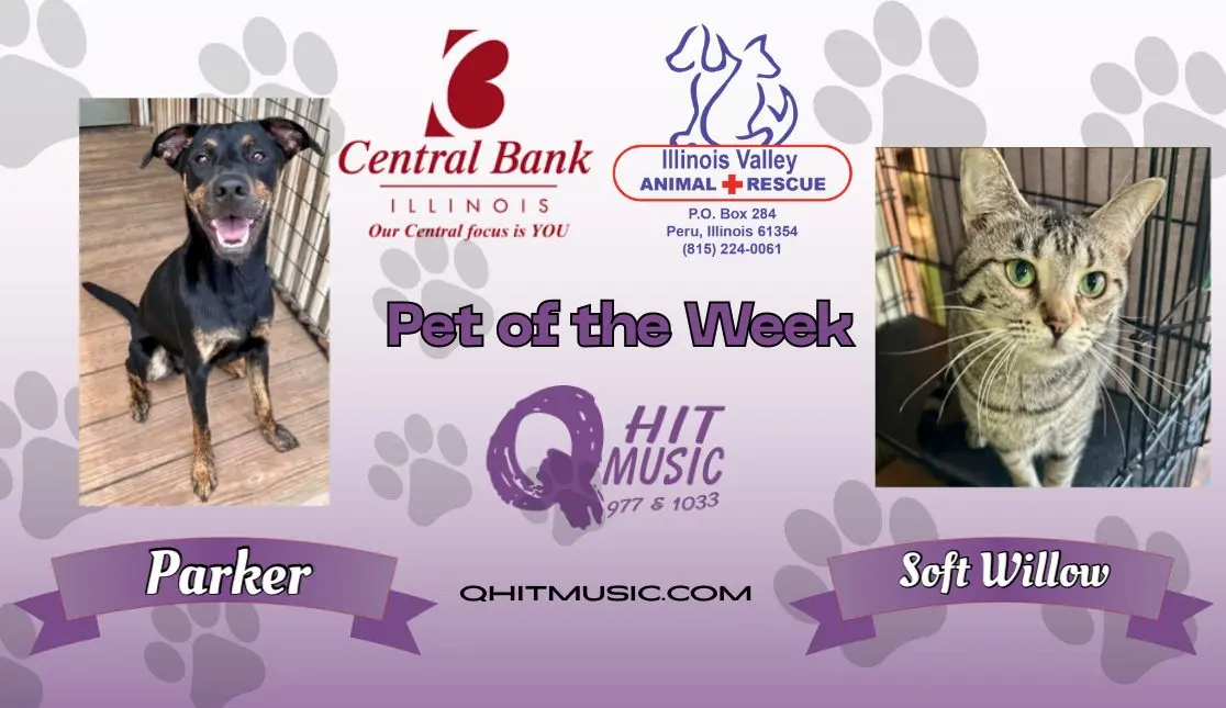 pet-of-the-week-q-hit-16
