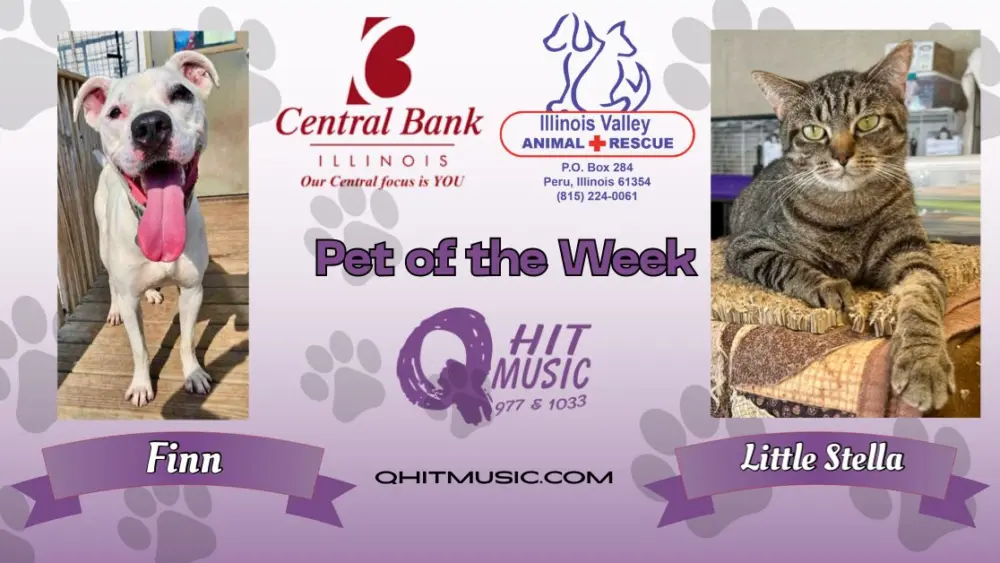 pet-of-the-week-q-hit-18