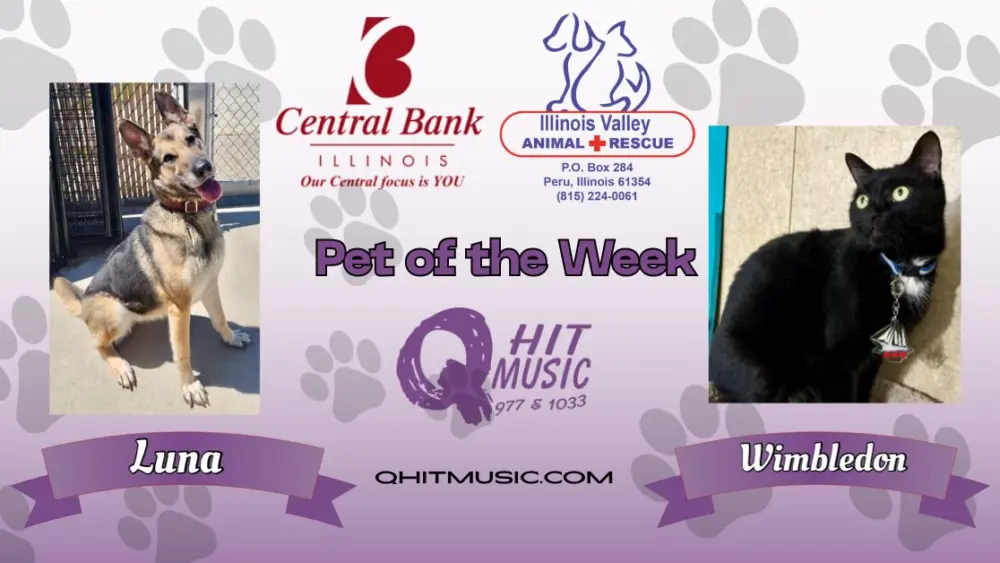 pet-of-the-week-q-hit-19