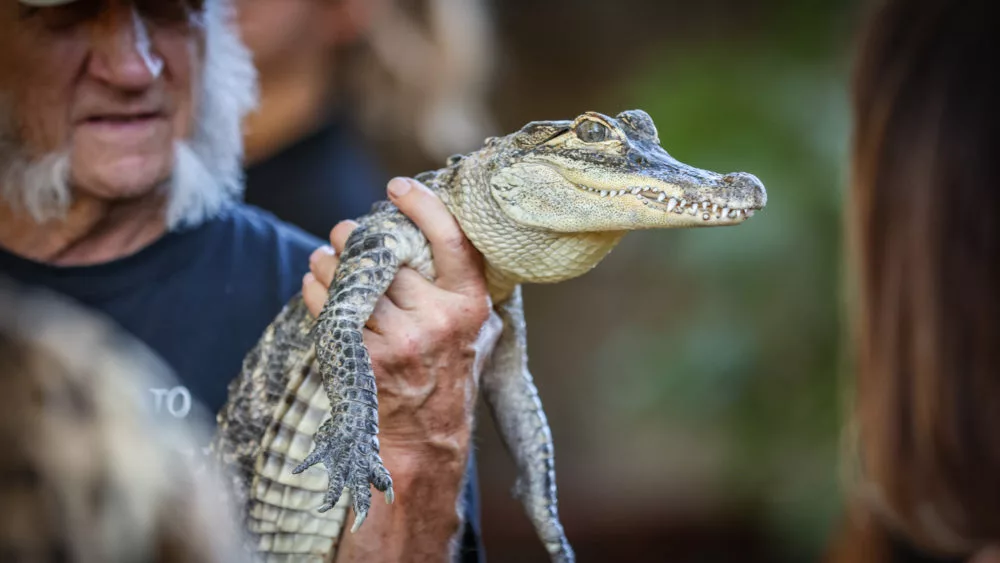 safari-west-30th-1-1000x563532683-1