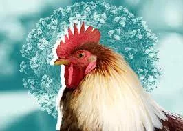 bird flu