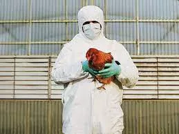 Avian Flu