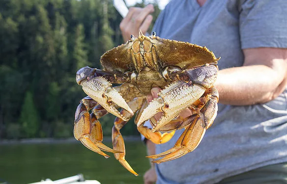 crab