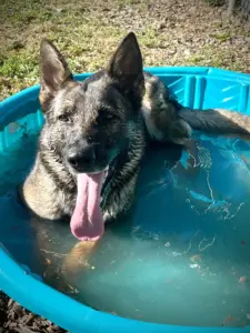 Bubbles