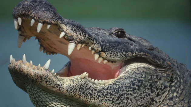 gettyrf_7523_alligator614678