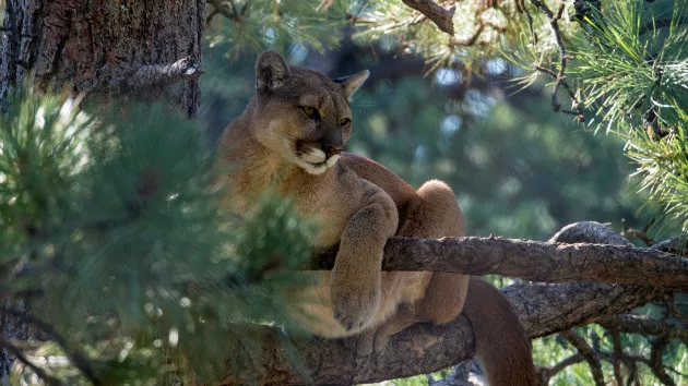 gettyrf_51822_mountainlion763398