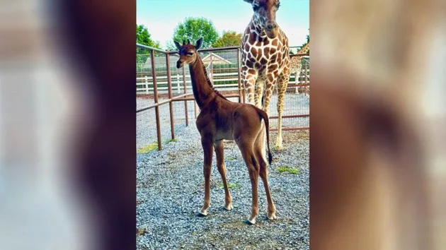giraffe-1-ht-bb-230822_1692716072220_hpmain_16x9_992481948