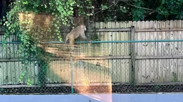 wildmonkey_1692858339706_hpmain_16x9_99228129567742