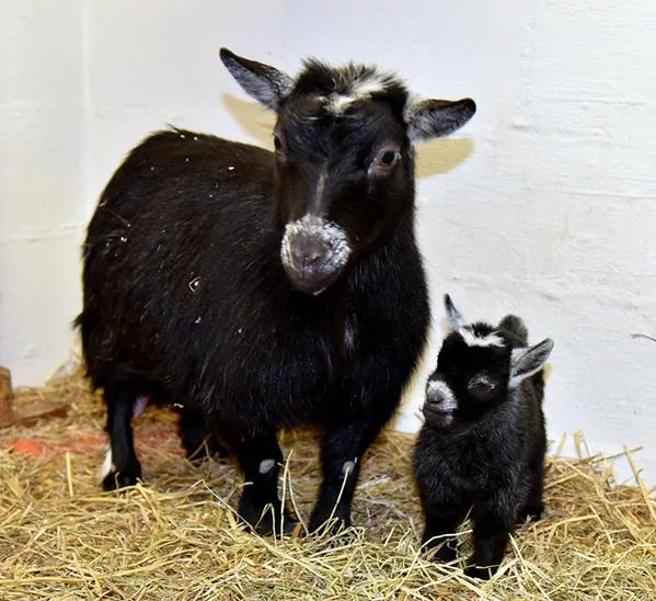 Pygmy Goat  The Maryland Zoo