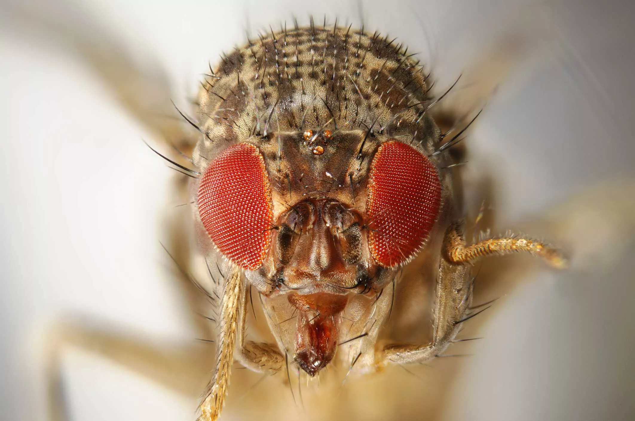 How to Really Get Rid of Pesky Fruit Flies