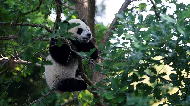 The Miracle of Breeding a Panda Cub During a Pandemic