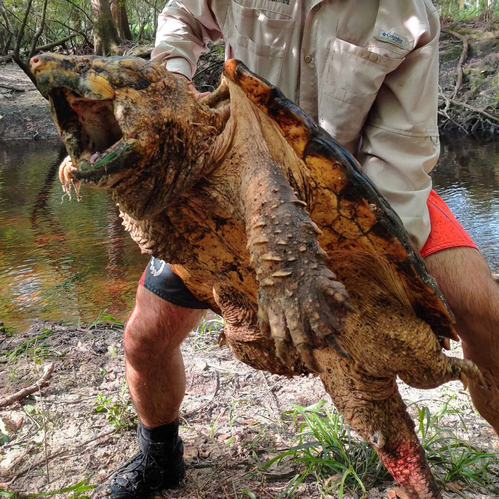 Florida Trappers Capture 100 Pound Suwanee Alligator Snapping Turtle Wbal Baltimore News