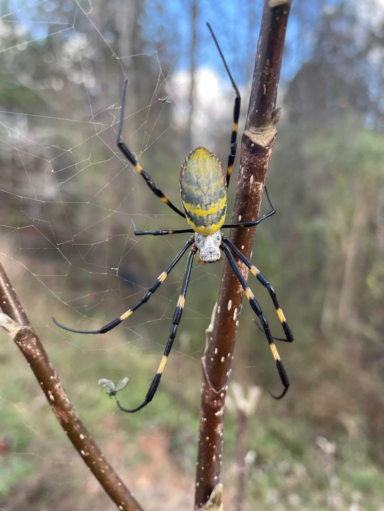 Spiders in Maryland  University of Maryland Extension