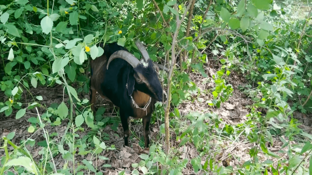 From landscaping to yoga, farmer says business booming for goats WBAL