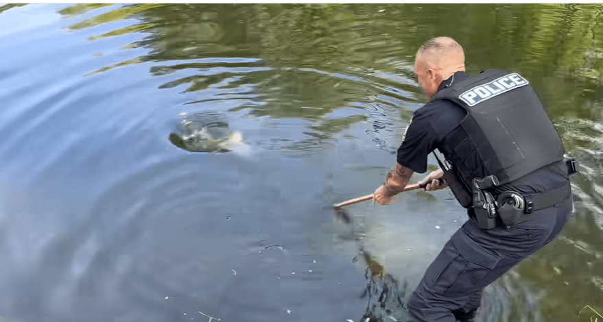 WATCH: Ohio officer hops into pond to help young boy catch 15
