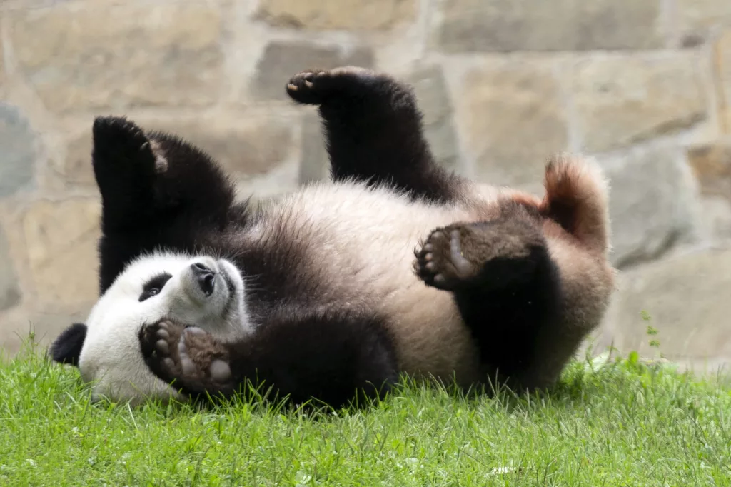 北京熊猫将于11月中旬提前回到中国，比预期时间提前了几周