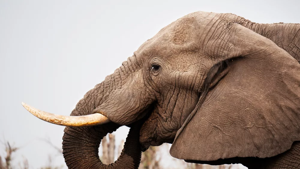 Elephants at a waterhole in Botswana. In Khwai Private Reserve, positioned between Moremi Game Reserve, Chobe National Park and the Khwai River