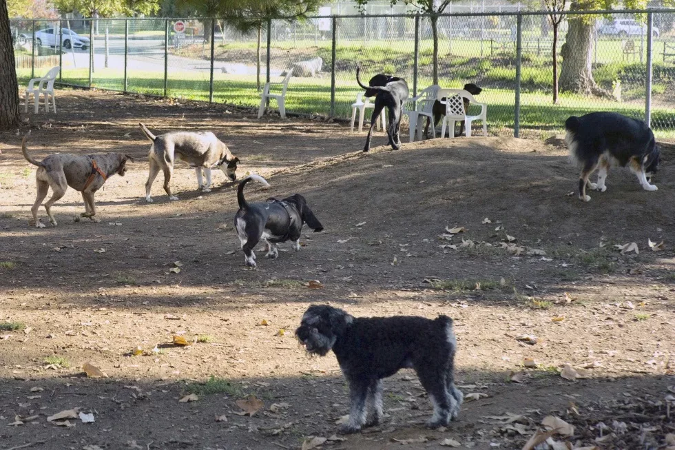 Dogs coming down with unusual illness in multiple states, including Maryland