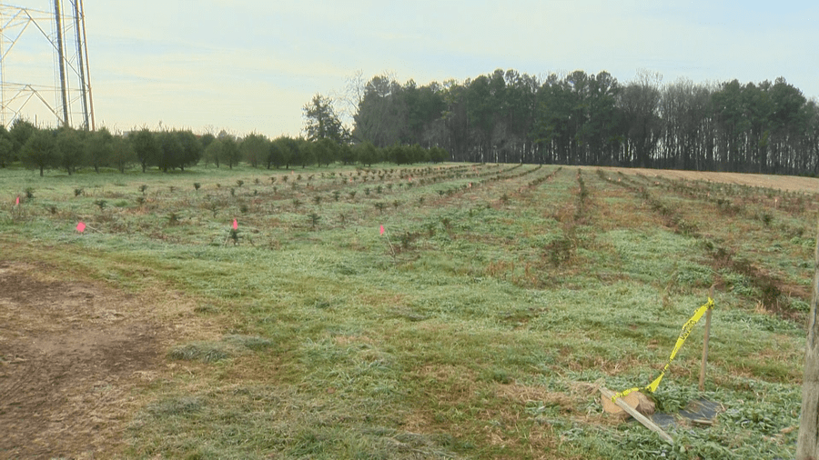 live christmas tree farms running out of supply for holiday season SOURCE: WBAL-TV