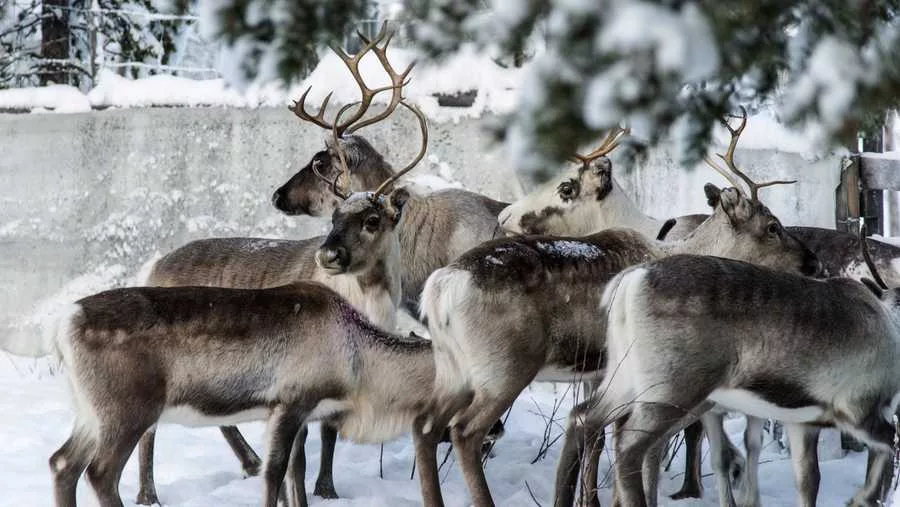 Reindeer in a corral at Lappeasuando near Kiruna, Sweden, await to be released onto the winter pastures on Nov. 30. 2019. Finding food in a cold, barren landscape is challenging, but researchers from Dartmouth College in New Hampshire and the University of St. Andrews in Scotland report that reindeer eyes may have evolved to allow them to easily spot their preferred meal. (AP Photo/Malin Moberg, File) SOURCE: Malin Moberg GET NATIONAL BREAKING NEWS ALERTS