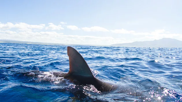 10 people killed in unprovoked shark attacks last year, report finds - ABC  News