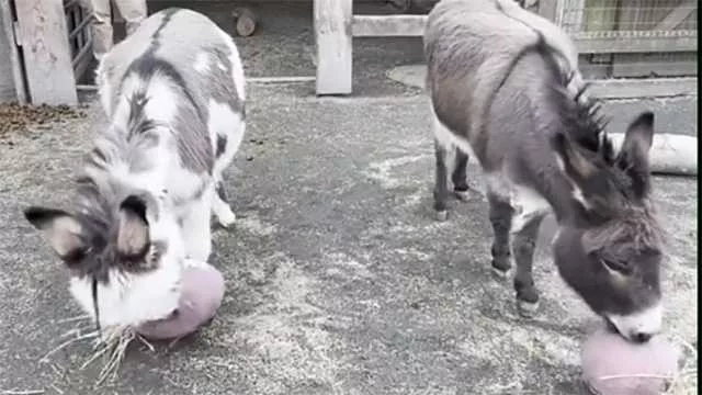 Super Bowl LVIII could set a sports-betting record, and it's not just football fans making their picks. Harry and Lloyd -- the two donkeys at the Maryland Zoo -- think they know who will hoist the Lombardi Trophy come Sunday.