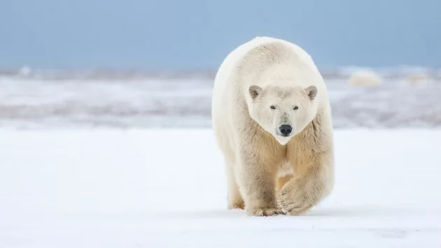 Climate change: Polar bears could be lost by 2100