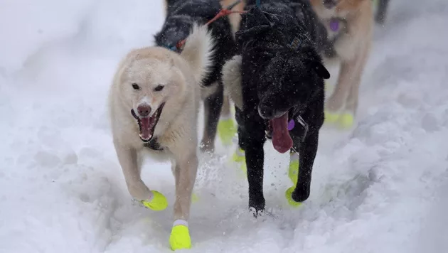 gettyimages_iditarod_030524460856