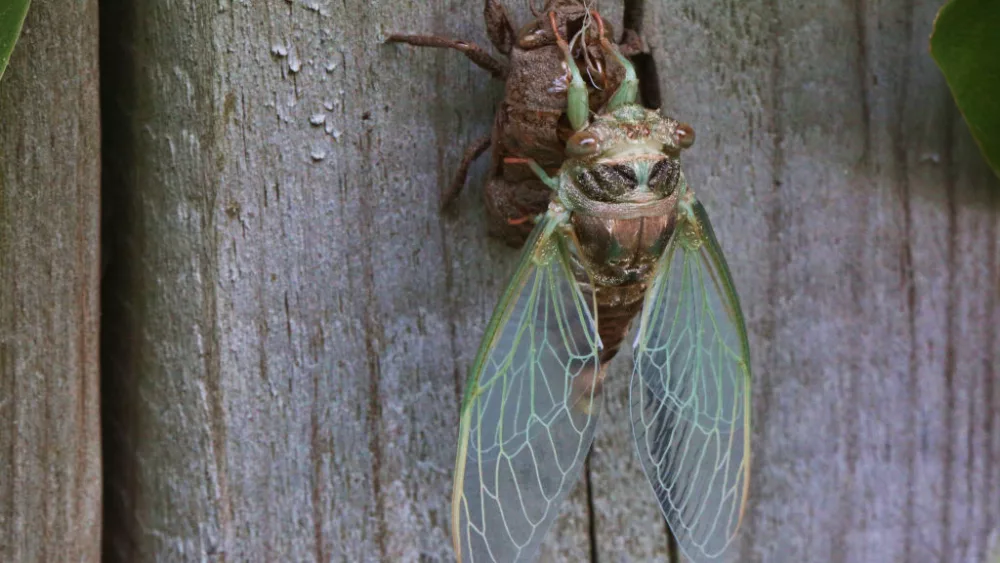 A dog-day cicada (Tibicen canicularis) is clinging to its nymphal exoskeleton after emerging from it in Toronto, Ontario, Canada, on August 29, 2023. Before a cicada becomes an adult and sheds its skin, it is trying to find a plant to which it can attach itself with its claws. Often, their nymphal skin remains attached to a plant long after the cicada has hatched. (Photo by Creative Touch Imaging Ltd./NurPhoto via Getty Images)