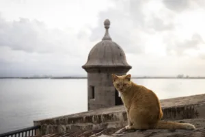 Puerto_Rico_Stray_Cats_33659.webp