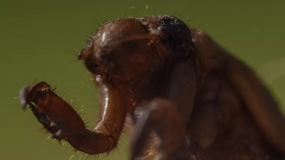 Trillions of evolution’s bizarro wonders, red-eyed periodical cicadas, are about to emerge in numbers not seen in decades and possibly centuries. These cicadas are nature's kings of the calendar, crawling out from underground every 13 or 17 years and singing as loud as jet engines. An unusual double dose is about to hit big time, first in the South and then in Illinois and its neighbors. It's a combination of two separate broods not seen together since 1803. One biophysicist says the cicadas are like an entire alien species that lives beneath our feet, coming out to say hello in some prime-number years.