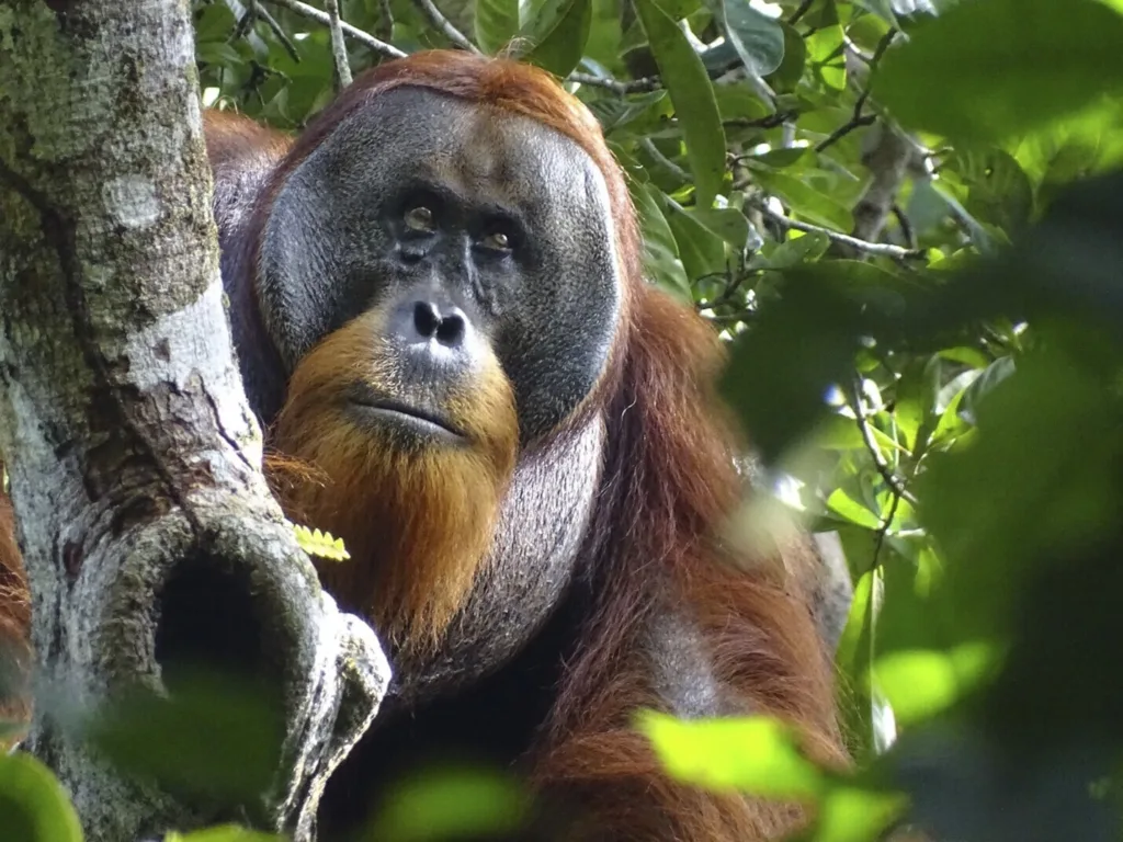 Orangutan_Self-Medication_53083.jpg