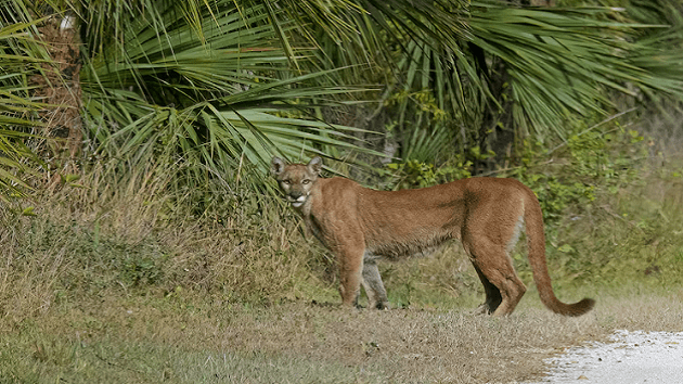 getty_051724_floridapanther595400