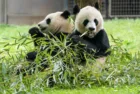 Giant_Pandas_89303.jpg