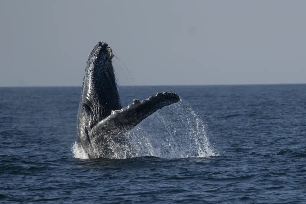 Whale-watching excursions off Rio de Janeiro's coast begin captivating ...