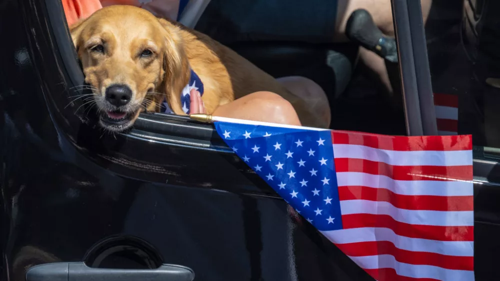 Huntington Beach, CA - July 04: A dog rides in a vehicle along Main Street in Huntington Beach during the 119th Independence Day Parade on Tuesday, July 4, 2023.