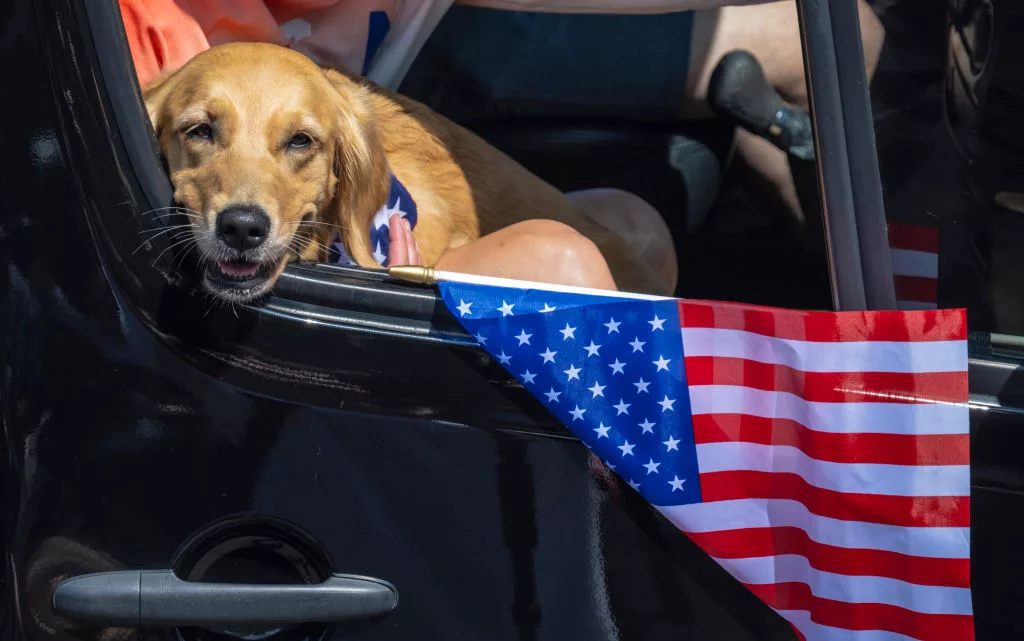 Huntington Beach, CA - July 04: A dog rides in a vehicle along Main Street in Huntington Beach during the 119th Independence Day Parade on Tuesday, July 4, 2023.
