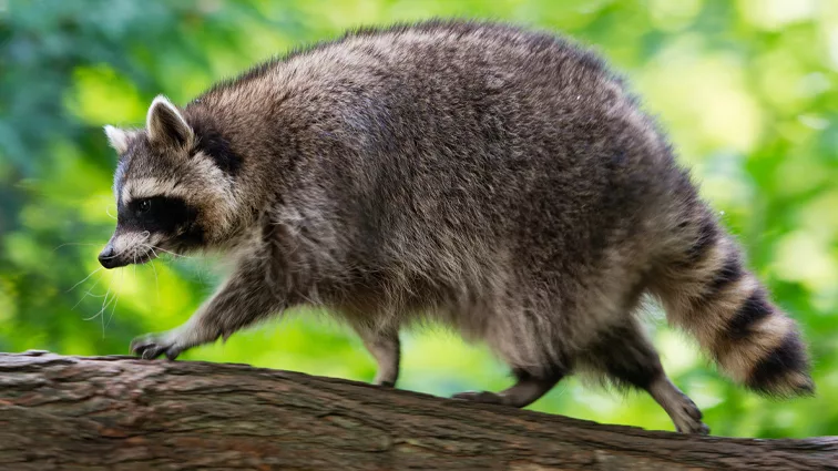 Anne Arundel County warns public of rabid racoon found in Davidsonville ...